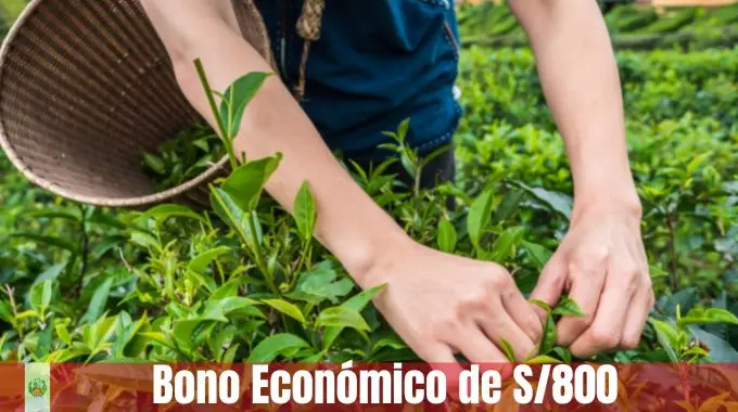 Bono Económico de S/800 